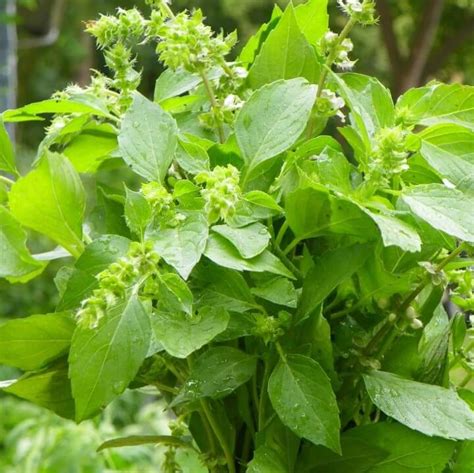 Lemon Basil Seeds, Herb Seeds#014 – Mays Garden Seed