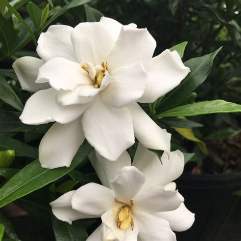 Frost Proof Gardenia | Frost Proof Gardenia Bush - PlantingTree