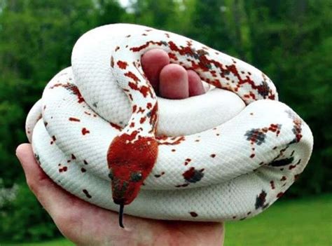 Snake Lovers | Reptile snakes, Pet snake, Colorful snakes