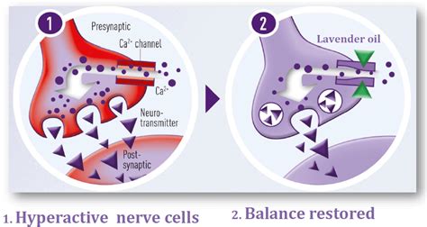 Lavender Oil For Anxiety - Dr Sarah Brewer