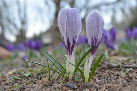 Purple Crocuses - Free photo on Pixabay