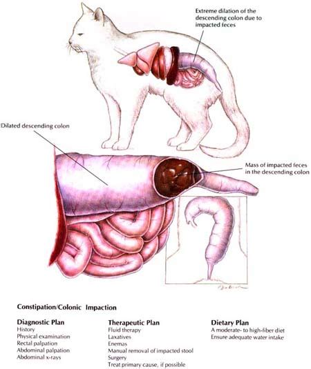 Cat Constipation-Symptoms-Remedies-Treatment