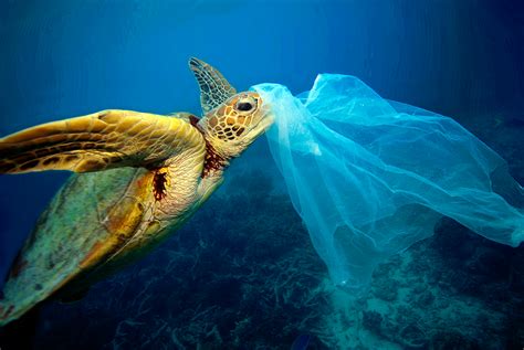 Dec 11 - Turtles are choking on our plastic trash....including plastic ...