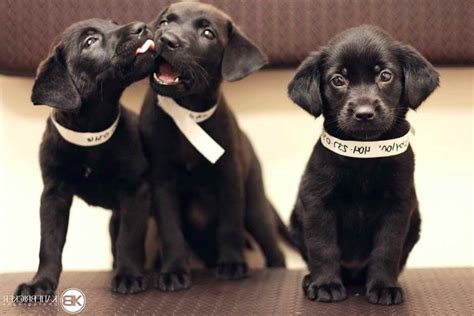 Black Labrador Retriever Adoption | PETSIDI