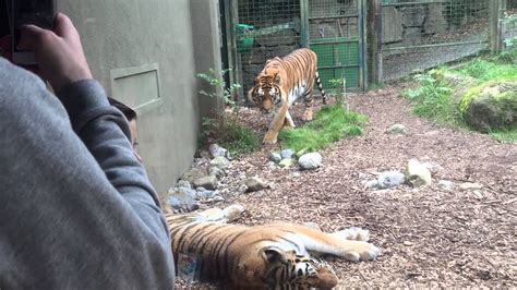 Tiger attack in Dublin Zoo - YouTube