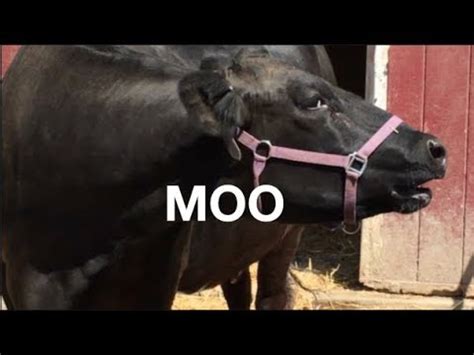 COW SOUNDS FOR KIDS: COWS GO MOO - YouTube