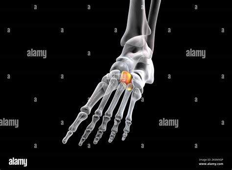 Lateral cuneiform bone, illustration Stock Photo - Alamy