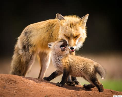 Mommy Fox And Baby Photo From Nova Scotia Wins Major U.S. Photography Prize