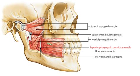 Superior Constrictor Muscle – Pharyngeal – Earth's Lab