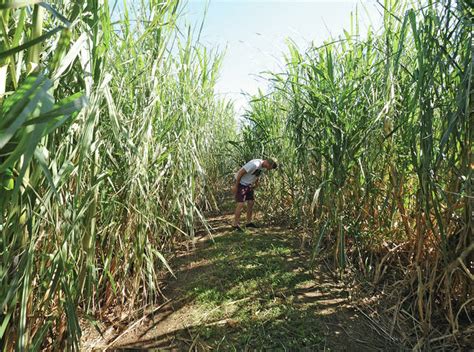 Spotlight on Business: Sugar cane and rum in Hawaii — Back to the ...