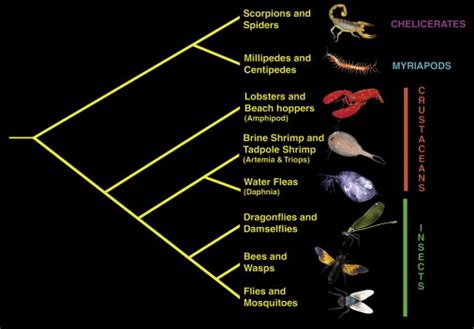 Crustaceans: Current Biology