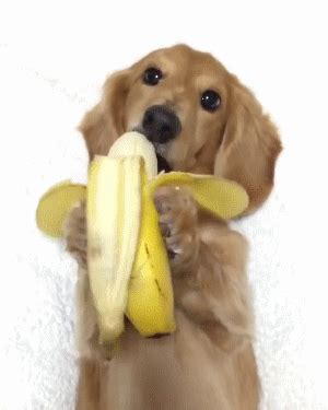 Banana-Eating Dog on Make a GIF