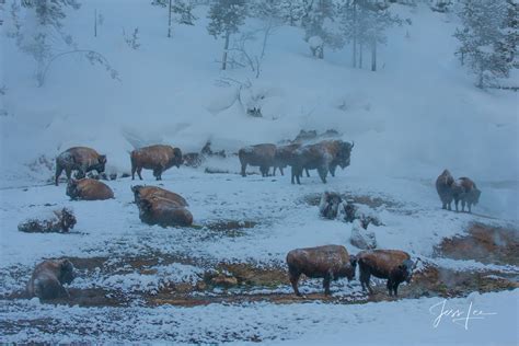 Bison in Winter ice and frost | Yellowstone | Wyoming | Photos by Jess Lee