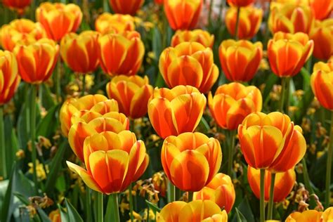 10,000+ Free Tulipe Étoilée & Tulips Photos - Pixabay