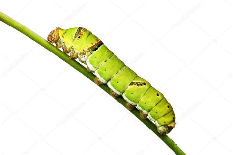 Worm Butterfly — Stock Photo #38876189