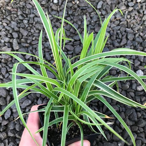 Carex morrowii 'Ice Dance' - Japanese Sedge (3.5" Pot) | Little Prince To Go