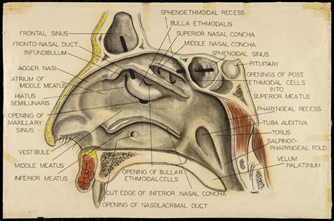 Haller Cell Agger Nasi Cell - PPT - Anatomy and relevant anatomical variants in nasal ...