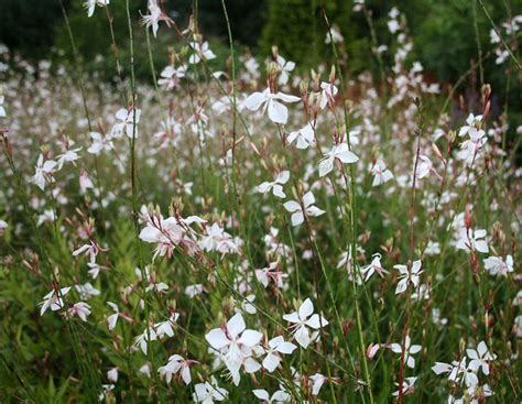 Gaura lindheimeri 'So White' (White gaura) - Plantinfo