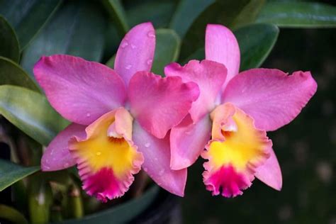 Cattleya Orchids: Different Types, How to Grow and Care | Florgeous