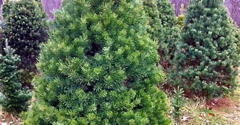 Schneider: Scotch pines still among the most popular Christmas trees