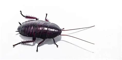 Florida Woods Cockroach - Facts, Size, Diet, Pictures - All Animal Facts