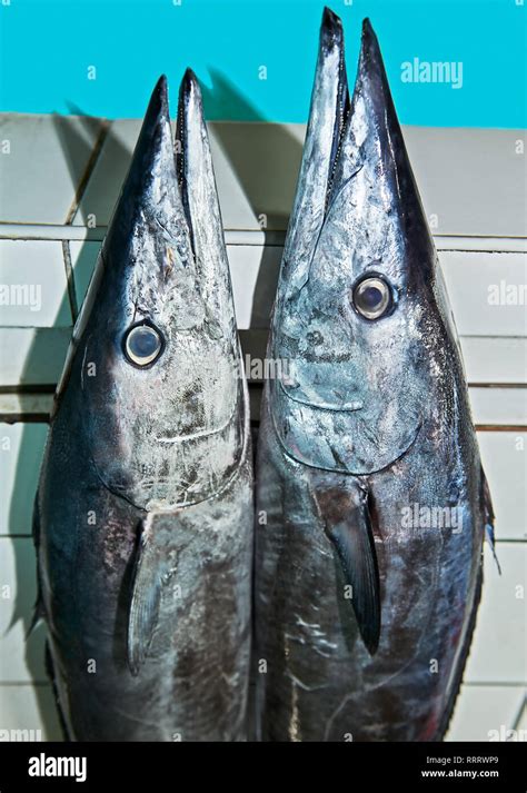 Two Tanigue, mackerel fishes, standing next to each other at a stall at the Central Wet Market ...