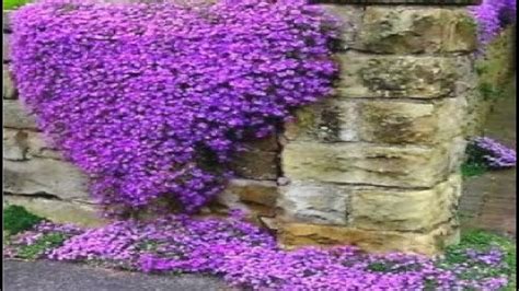 Easy & Awesome Flowering creeper plant ideas for Garden - YouTube