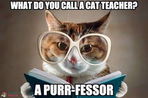 100+ Cat Puns: Purr-larious, Hiss-terical and Claw-ver Cat Jokes | My Pet's Name