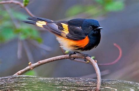 10 Spring Warblers You Should Know - Birds and Blooms