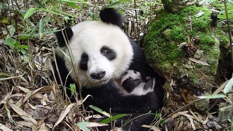 Ihre wichtige Spende für die Natur | WWF