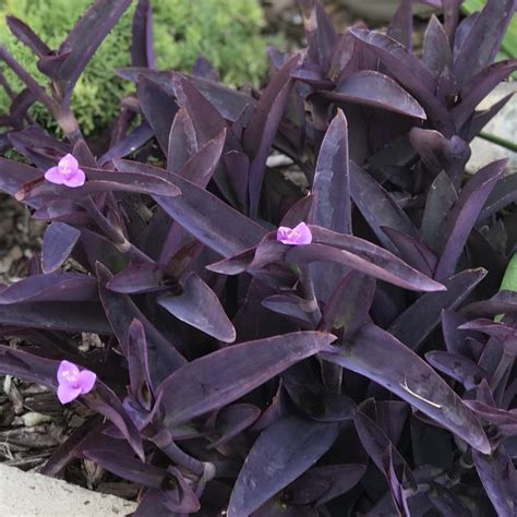 Tradescantia pallida 'Purple Heart' (Purple Wandering Jew) – Ricardo's Nursery