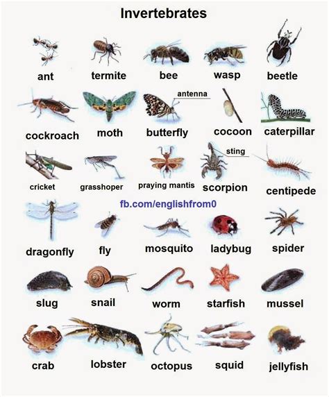 Invertebrates Animals Names