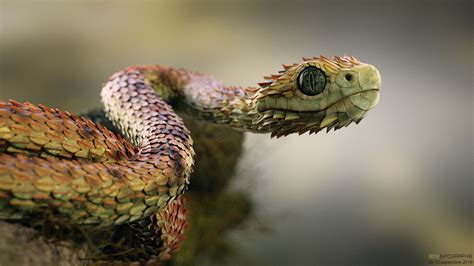 Atheris Hispida Snake - Finished Projects - Blender Artists Community