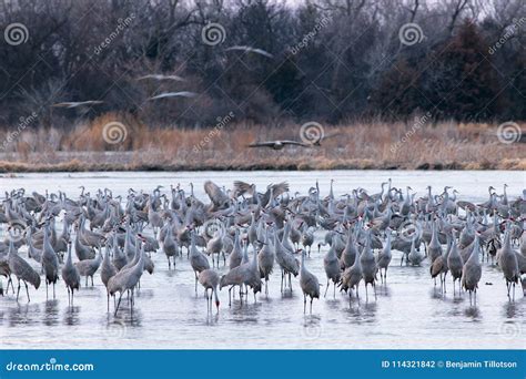 Sandhill Cranes Gathering on the Platte River Stock Photo - Image of ...