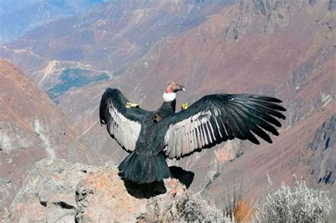 Sinchi, el cóndor andino que vuelve a surcar el cañón del Colca, su hábitat natural | Noticias ...