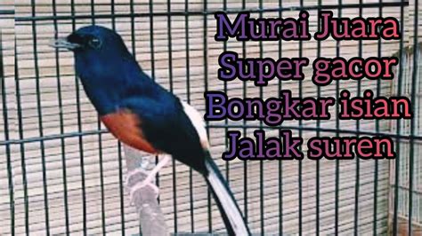 Burung Murai Juara Internasional - Kicau Mania Indoneia