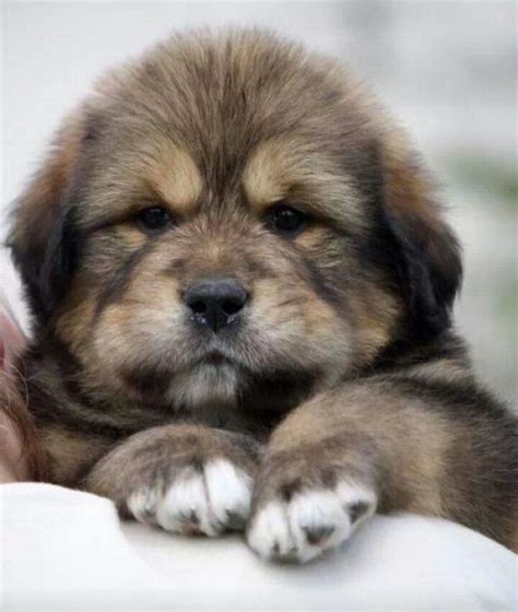 Tibetan Mastiff Puppy | Too Cute for Words. | Pinterest