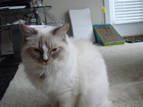 Ragdoll Cat Adoption: Princess Sugar - Ragdoll Rescue - Floppycats