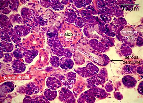 Histology slides, Salivary gland, Gland