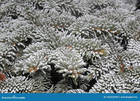 Evergreen Tree with Snow Close-up Stock Photo - Image of crystal, snow ...