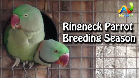 Ringneck Parrot Breeding Season | Ring Neck Breeding Tips - YouTube