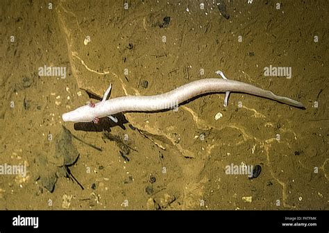 Olm, Proteus anguinus Stock Photo - Alamy