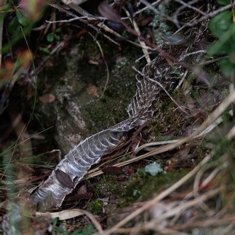 Northern Viper - Vipera berus - Observation.org