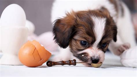 Can Dogs Eat Eggs? - PetieTec