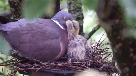 Wood pigeon feeding chicks - YouTube