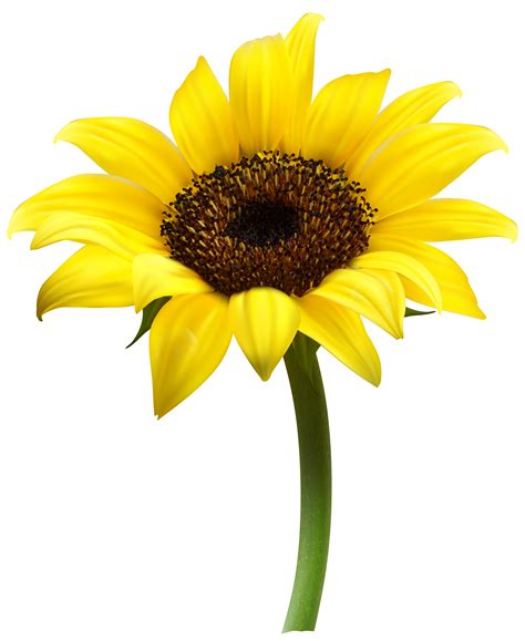 Beautiful Sunflower Transparent PNG Clip Art Image | Gallery Yopriceville - High-Quality Images ...