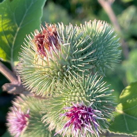 Arctium lappa: a Plant nature observation in the ecosystem Buffer strip (App ID 657218 ...