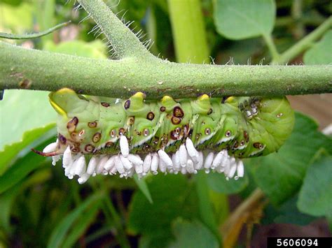 tomato hornworm life cycle video - Junko Knoll