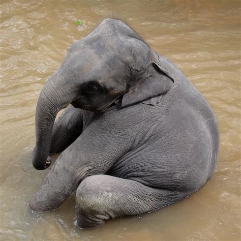 Animals Pets Wildlife on Instagram: “This baby elephant bathing is just ...