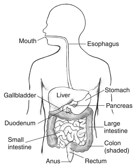 Illustration of the digestive system inside the outline of a man’s torso with labels pointing to ...